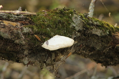 Trametes suaveolens