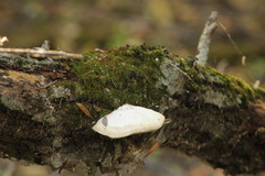 Trametes suaveolens
