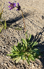 Penstemon heterodoxus