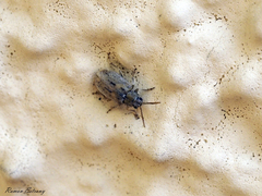 Monoxia obesula