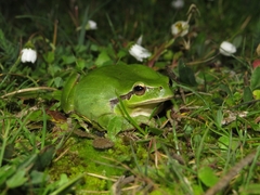 Hyla meridionalis