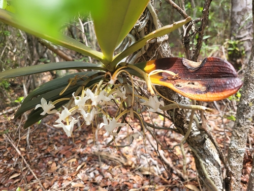 Aerangis decaryana H.Perrier