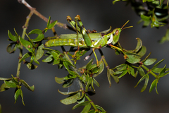 Bootettix argentatus