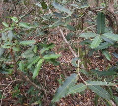Brexiella