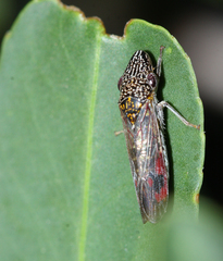 Homalodisca liturata
