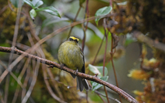 Silvicultrix diadema