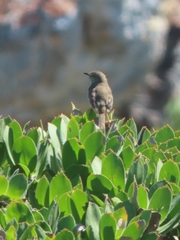 Prinia maculosa