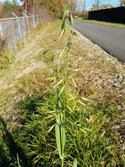 Avena sativa
