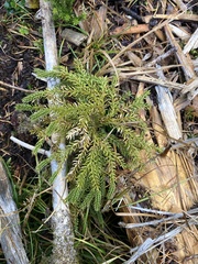 Lycopodiaceae