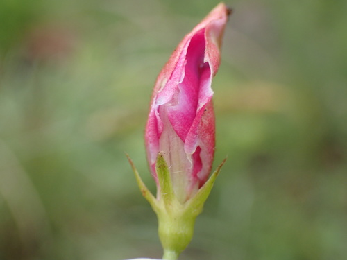 Image of Tephrosia macropoda by (c) Mahomed Desai, some rights reserved (CC BY)