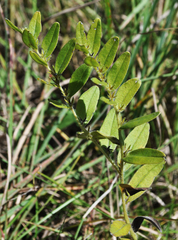 Lithospermum canescens