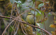 Silvicultrix diadema