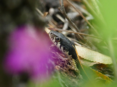 Thamnophis cyrtopsis cyrtopsis