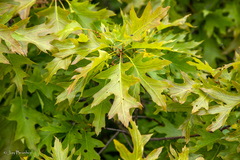 Quercus ellipsoidalis