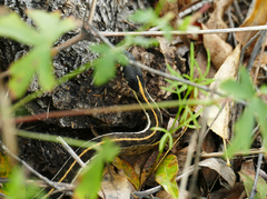 Thamnophis cyrtopsis cyrtopsis
