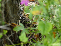 Thamnophis cyrtopsis cyrtopsis