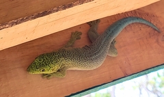 Phelsuma standingi