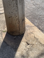 Acrocinus longimanus