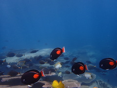 Acanthurus achilles