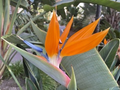 Strelitzia