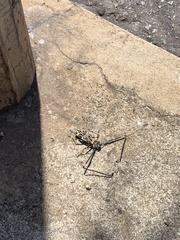 Acrocinus longimanus