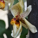 Stanhopea Alliance Orchids - Photo (c) Stefano, some rights reserved (CC BY-NC-SA)