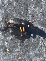 Pseudoophonus