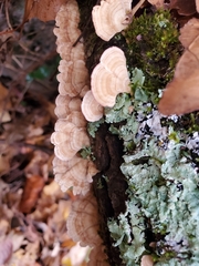 Trametes pubescens