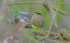 Silvicultrix diadema