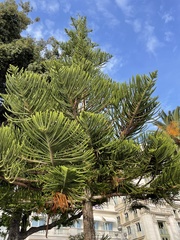 Araucaria