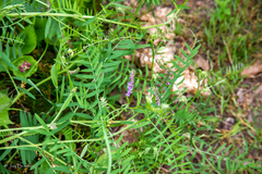 Vicia villosa