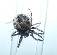 Larinioides patagiatus