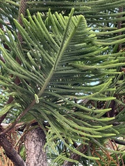 Araucaria