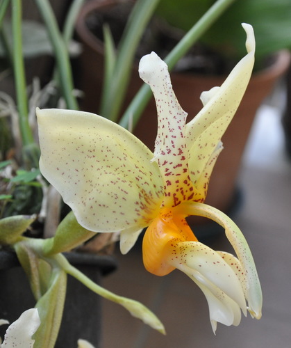 Sac Stanhopea