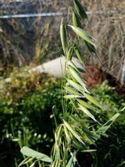 Avena sativa