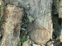 Lacinius dentiger