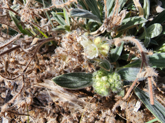 Phacelia hastata