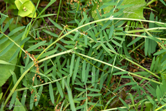 Vicia villosa