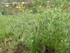 Lasiosiphon kraussianus