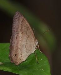 Sepona punctata