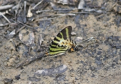 Graphium antiphates