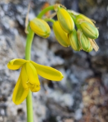 Albuca
