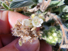 Phacelia hastata