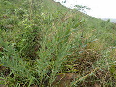 Lasiosiphon kraussianus