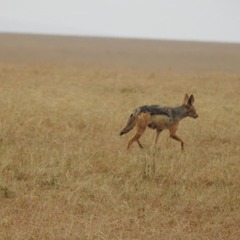 Lupulella mesomelas schmidti