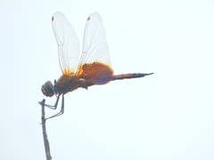 Tramea virginia