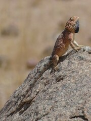 Agama anchietae