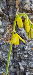 Albuca