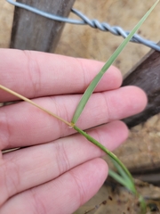 Sporobolus cryptandrus