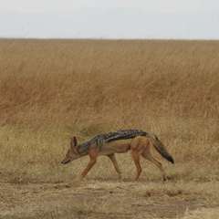 Lupulella mesomelas schmidti